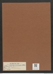 Nitzschia lanceolata W. Sm. (de-Toni-Nr.: Genus 47, Species 2117) Zeichnungen Sammlung Grunow Mappe 02236 (Herbarium_W_Grunow_drawings_Folder_02236)